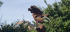 Thumbnail: 